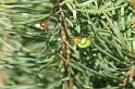 Araniella_cucurbitina_D2980_Z_88_NP De Hoge Veluwe_Nederland